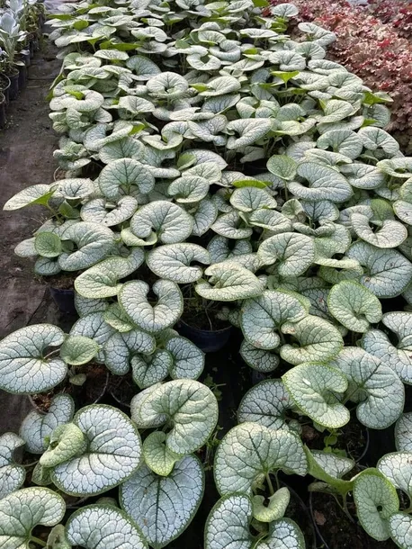 brunnera-silver-heart-c2-styl-ogrod-japonski-ogrod-wiejski-ogrod-nowoczesny-ogrod-srodziemnomorski