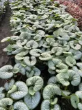 brunnera-silver-heart-c2-styl-ogrod-japonski-ogrod-wiejski-ogrod-nowoczesny-ogrod-srodziemnomorski