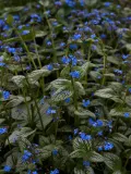 brunnera-silver-heart-c2-cechy-charakterystyczne-lubiace-cien-proste-w-pielegnacji