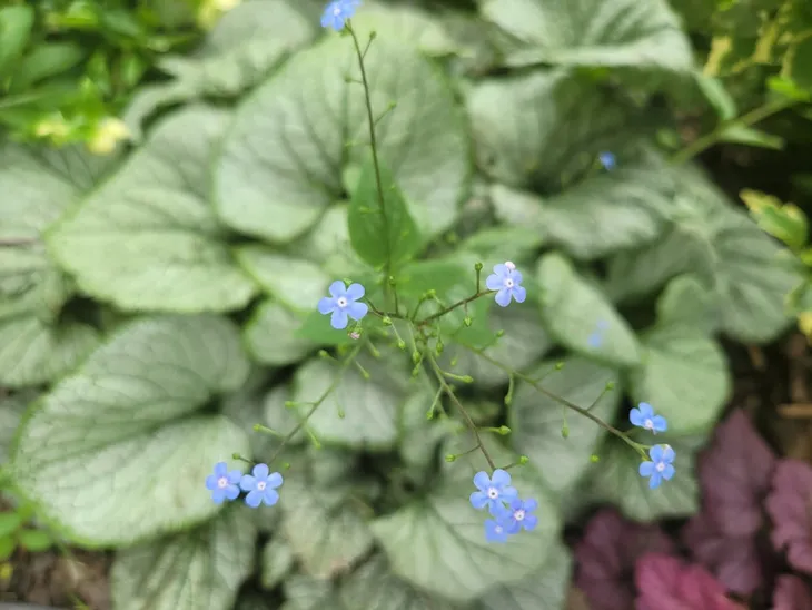 brunnera-silver-heart-c2-producent-edyta-i-jerzy-pociask