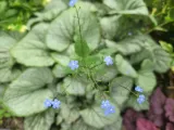 brunnera-silver-heart-c2-producent-edyta-i-jerzy-pociask