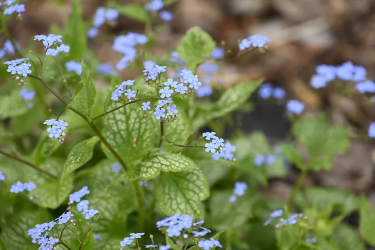 brunnera-silver-heart-c2-nazwa-lacinska-brunnera-macrophylla
