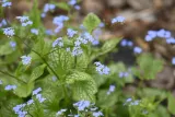brunnera-silver-heart-c2-nazwa-lacinska-brunnera-macrophylla