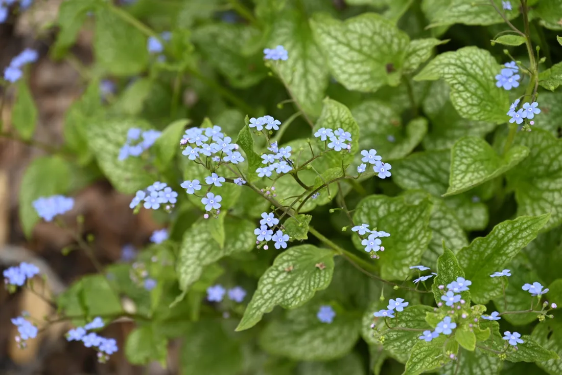brunnera-silver-heart-c2-rodzaj-rosliny-inny