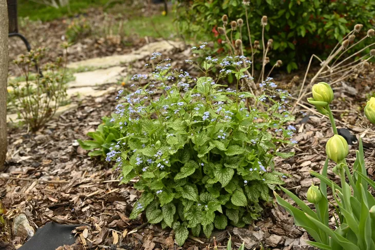 brunnera-silver-heart-c2-rodzaj-rosliny-inny-styl-ogrod-japonski-ogrod-wiejski-ogrod-nowoczesny-ogrod-srodziemnomorski