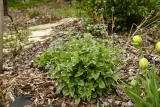 brunnera-silver-heart-c2-rodzaj-rosliny-inny-styl-ogrod-japonski-ogrod-wiejski-ogrod-nowoczesny-ogrod-srodziemnomorski