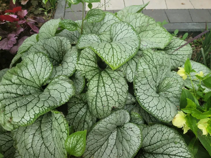 brunnera-silver-heart-c2-rodzaj-rosliny-inny-cechy-charakterystyczne-lubiace-cien-proste-w-pielegnacji