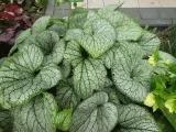brunnera-silver-heart-c2-rodzaj-rosliny-inny-cechy-charakterystyczne-lubiace-cien-proste-w-pielegnacji