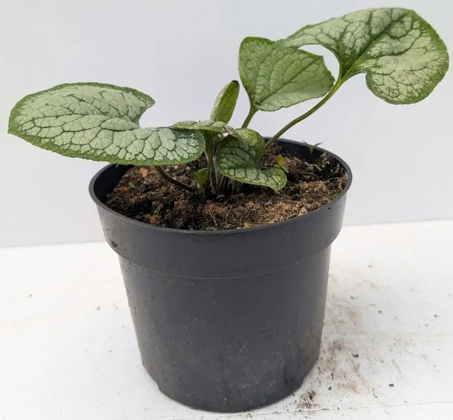 brunnera-silver-heart-c2-rodzaj-rosliny-inny-producent-edyta-i-jerzy-pociask