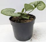 brunnera-silver-heart-c2-rodzaj-rosliny-inny-producent-edyta-i-jerzy-pociask