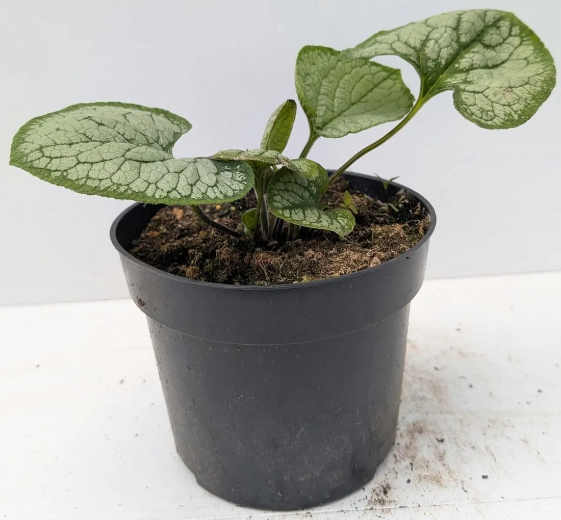 brunnera-silver-heart-c2
