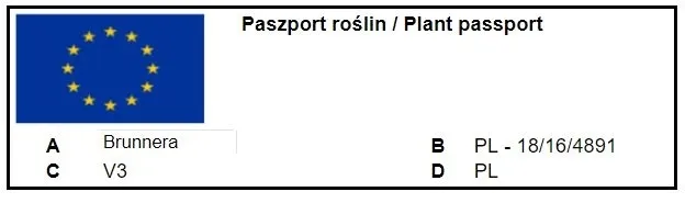 brunnera-silver-heart-c2-roslina-w-postaci-sadzonka-w-pojemniku-2-3l-styl-ogrod-japonski-ogrod-wiejski-ogrod-nowoczesny-ogrod-srodziemnomorski