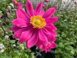 zawilec-rozowy-garden-breeze-rosy-red-sadzonka-p9-bylina-kwitnaca-do-ogrodu