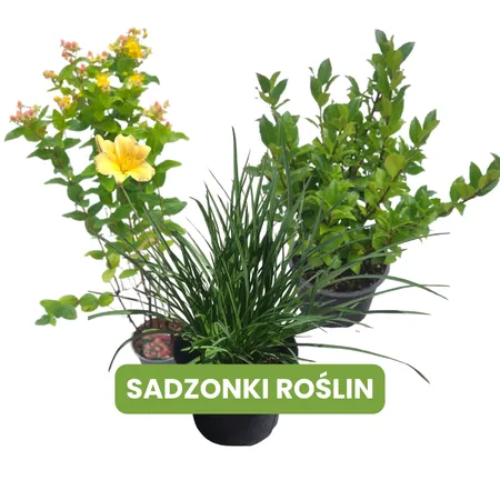 undefined_undefined