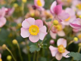 zawilec-rozowy-summer-breeze-baby-pink-sadzonka-p9-kwitnaca-bylina-do-ogrod