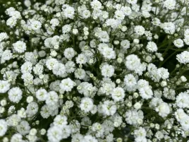 gipsowka-biala-delikatne-kwiaty-bylina-festiwal-white-flare-sadzonka-p9