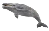 gray-whale
