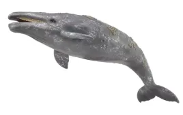 gray-whale
