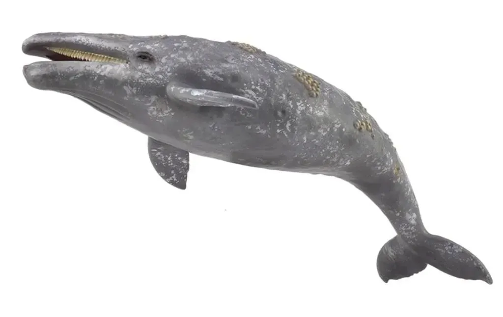 gray-whale