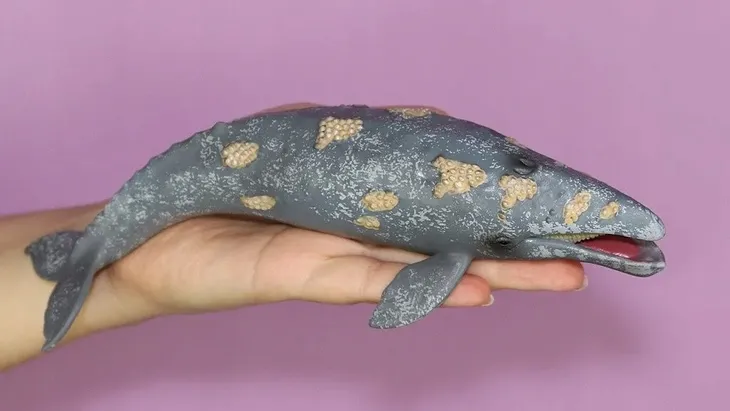 gray-whale-plec-chlopcy-dziewczynki
