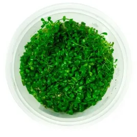 glossostigma-elatinoides-kubek-10cm-in-vitro