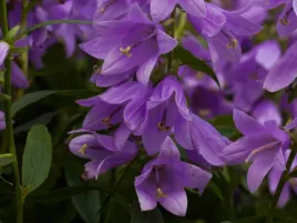 dzwonecznik-gaudi-violet-fioletowe-kwiaty-bylina-do-ogrodu-sadzonka-p9