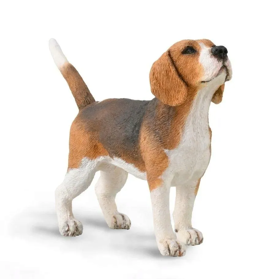 pies-beagle