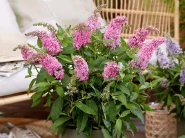 budleja-butterfly-candy-little-pink-sadzonka-p9-rozowe-kwiaty