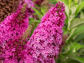 budleja-butterfly-candy-little-cerise-rozowe-kwiaty-sadzonka-p9