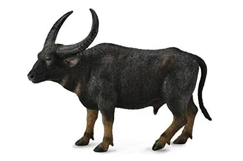 bawol-indyjski