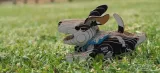 pies-hope-eugy-eko-ukladanka-3d-marka-eugy