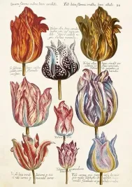 karnet-st476-b6-koperta-tulipany