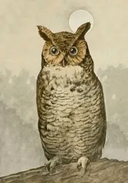 karnet-st488-b6-koperta-sowa