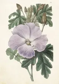 karnet-st511-b6-koperta-hibiskus