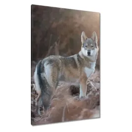 obrazy-80x120-wilk-wilki-wolf