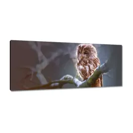 obrazy-100x40-sowa-na-galezi-drapieznik
