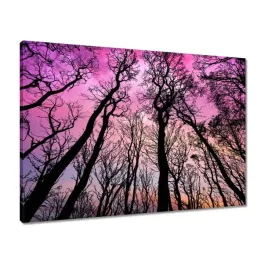 obrazy-70x50-las-drzewa-widok-z-dolu
