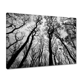obrazy-70x50-las-drzewa-widok-z-dolu
