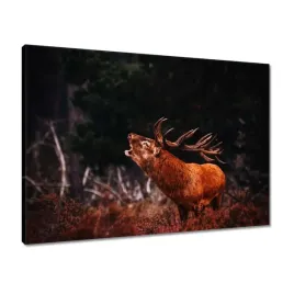 obrazy-70x50-jelen-na-rykowisku-las