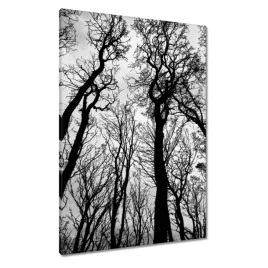 obrazy-70x100-las-drzewa-widok-z-dolu