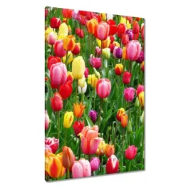 obrazy-80x120-kolorowe-tulipany-na-lace