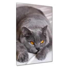 obrazy-80x120-kot-kotek-koty-kicia