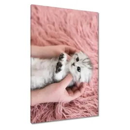 obrazy-80x120-kot-kotek-kotki-koty