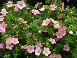 pieciornik-krzewiasty-lovely-pink-pbr-intensywnie-rozowe-kwiaty-c2