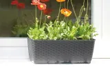 doniczka-prosperplast-ratolla-dl-40-cm-mocca-dlugosc-maksymalna-38-6-cm