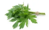 lubczyk-ogrodowy-waga-z-opakowaniem-0-001-kg