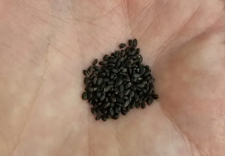 bazylia-wlasciwa-waga-0-22-g