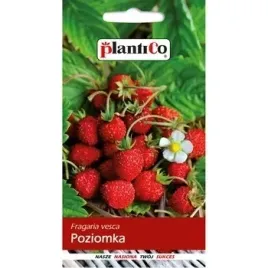 poziomka-plantico