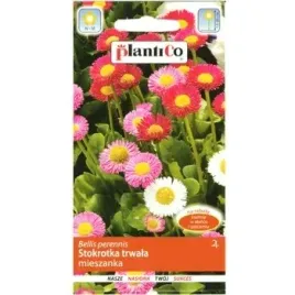 plantico-stokrotka-trwala-mieszanka