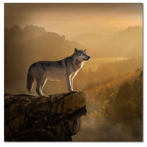 obrazy-50x50-wilk-wilki-wolf-stan-nowy
